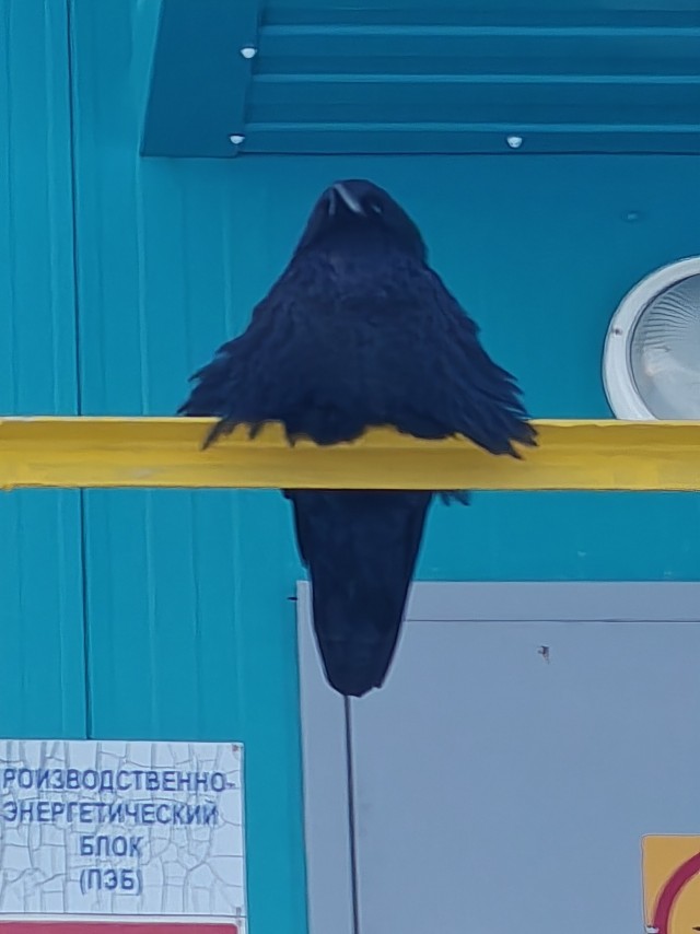 Вороне где‑то бог послал кусочек...