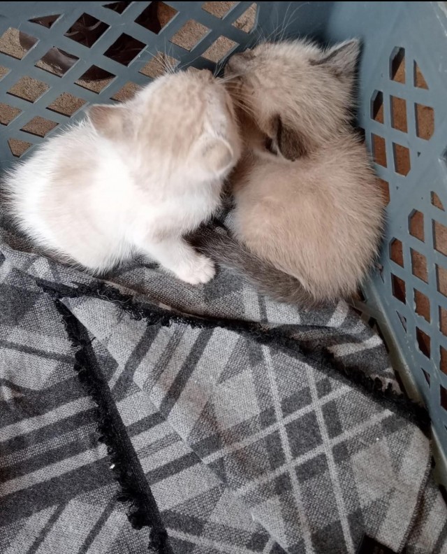 Мужчина нашёл котят на дороге
