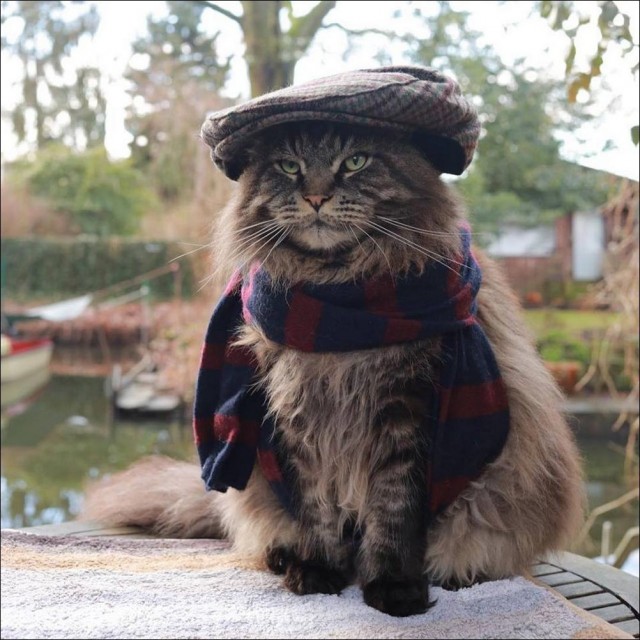 Возлюби кота ближнего своего