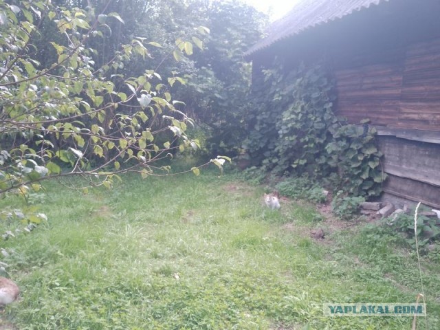 Жизнь домашнего приюта для котеек 581