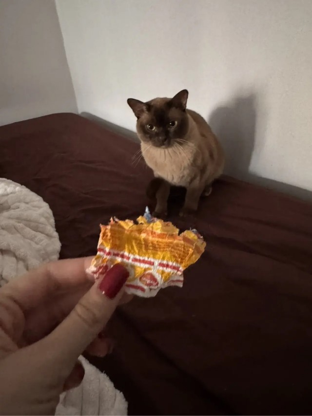 Котовторник