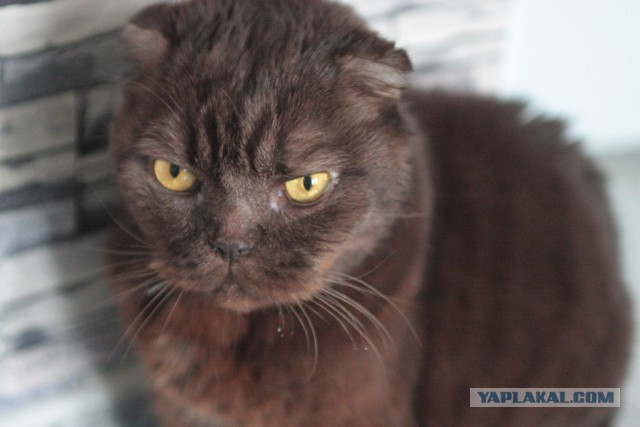 Котовторник 4.02.2014