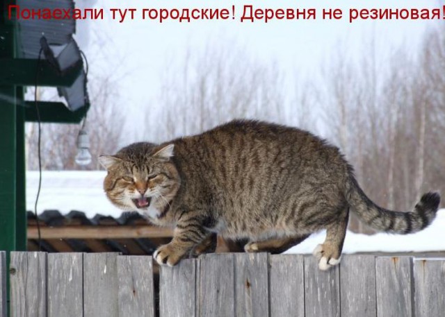 Не про олимпиаду