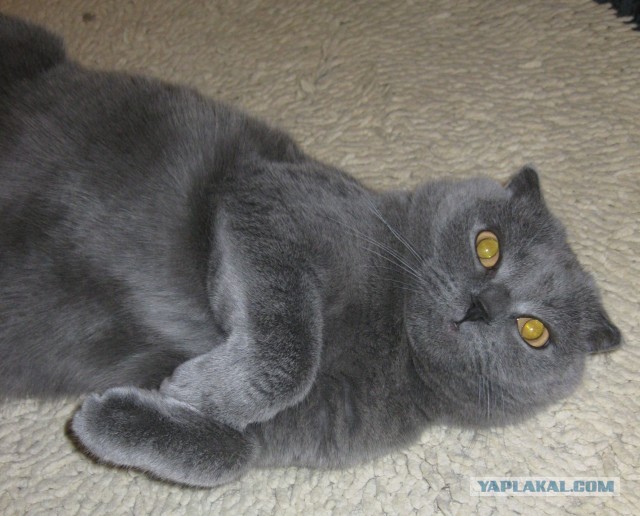 Котовторник 05.03.13