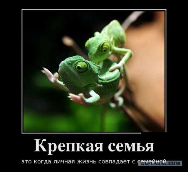 Добряки, плюсующие всех подряд