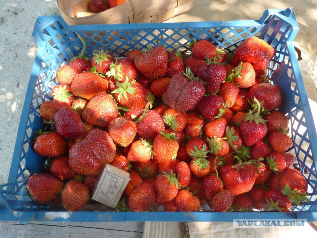 Чем мы бесим Америку и страдальцев по фуагра,