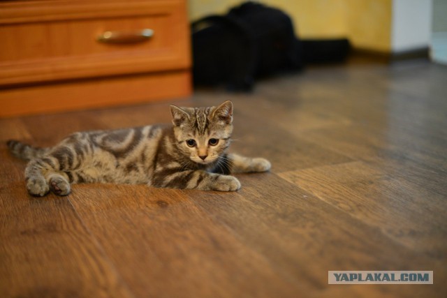 Котовторник 28.10.2014
