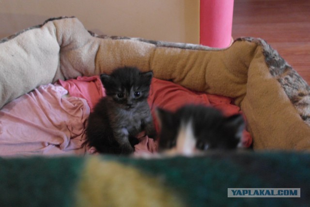 Котовторник 9.12.2014
