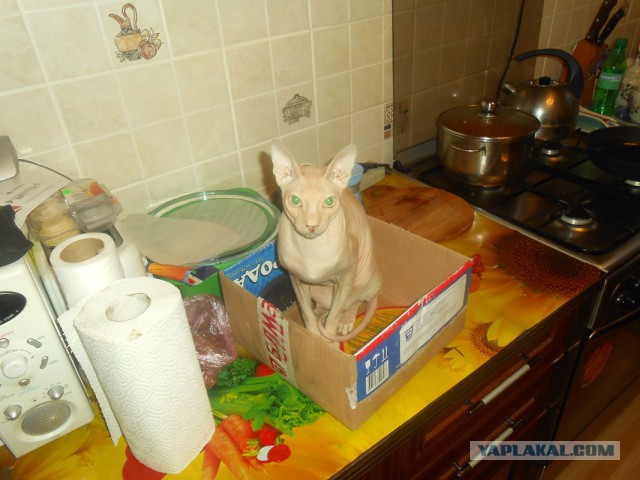 Котовторник 9.12.2014