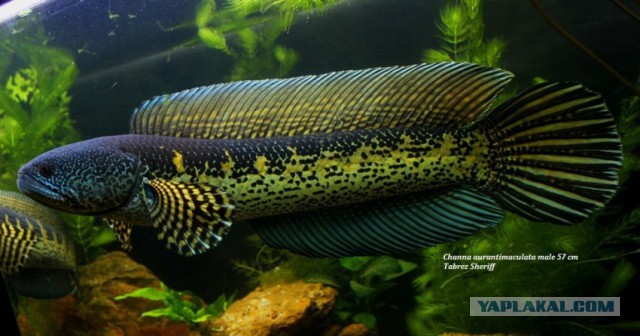 Змейголова - гопник