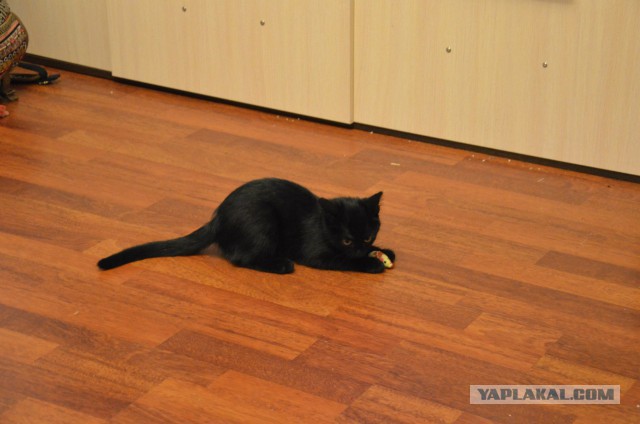 Пропала котейка