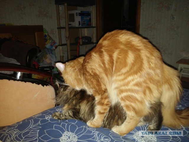 Котовторник 20.10.2015