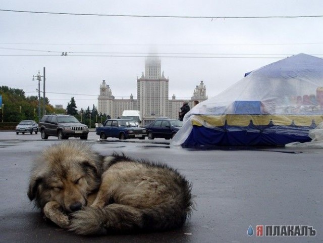СОБАКИ и ЩЕНКИ. Все про собак!