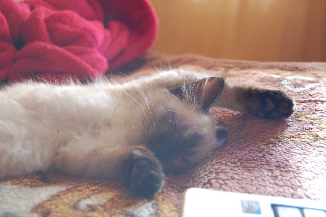 Котовторник 19.07.2016