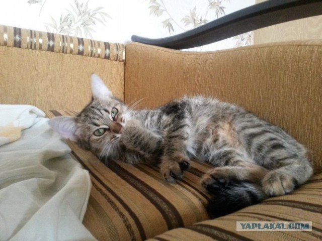 Котовторник 26.07 2016