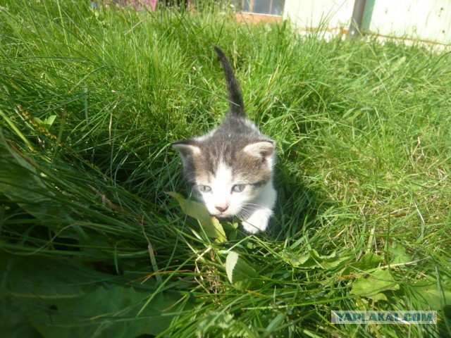 А у нас сегодня кошка родила вчера котят
