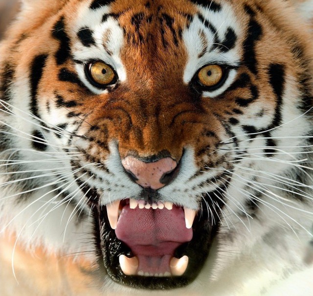 Картинки и приколы из сети