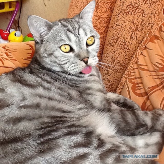 Котовторник 27.09.16