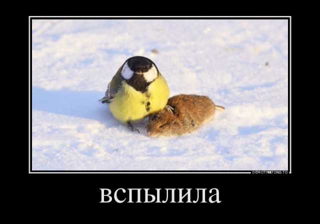 Субботний картиночный винегрет