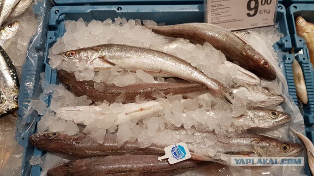 Настоящая Испания изнутри: на местный рынок за продуктами