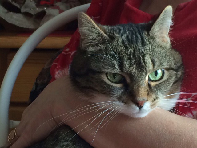 Коты и Кошки