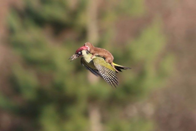 Подборка забавных животных