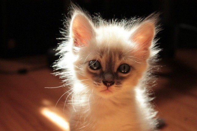 Коты и Кошки