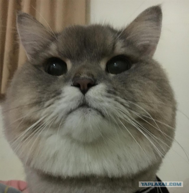 "Котовторник 26.09.2017"