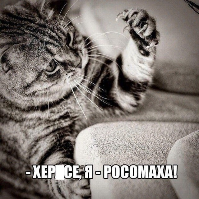 Коты и Кошки