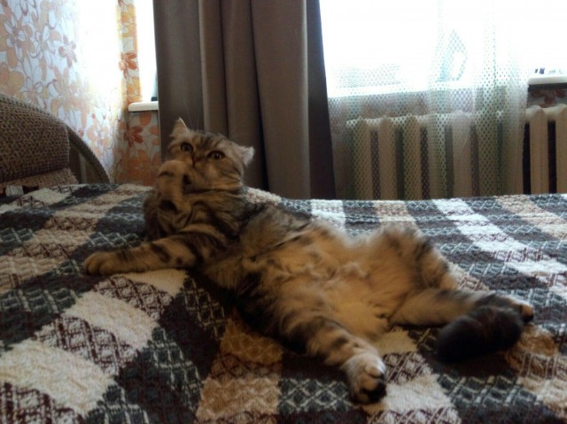 Коты и Кошки