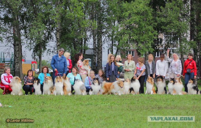 8 исчезнувших пород собак, которых не осталось даже на фотографиях