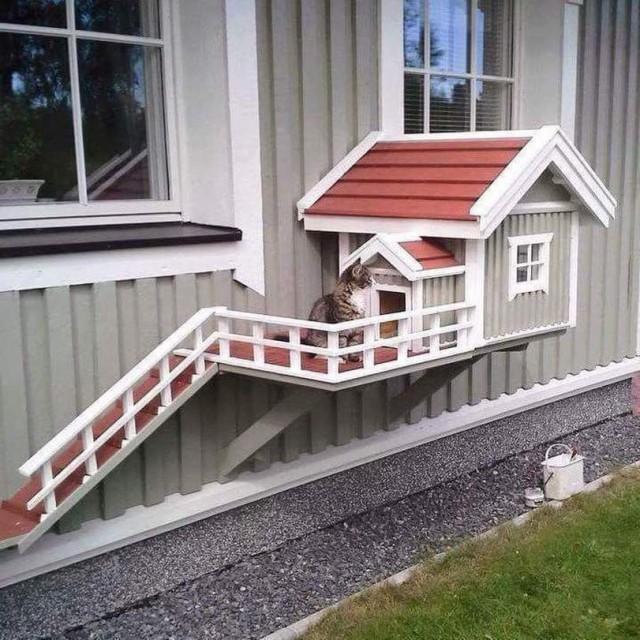 Коты и Кошки