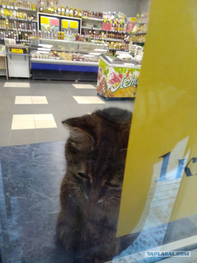 Котовторник  13.02.2018