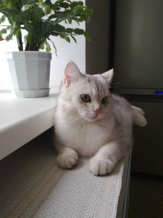 Живность из сети
