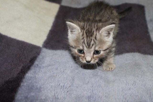 Котовторник 05.06.2018