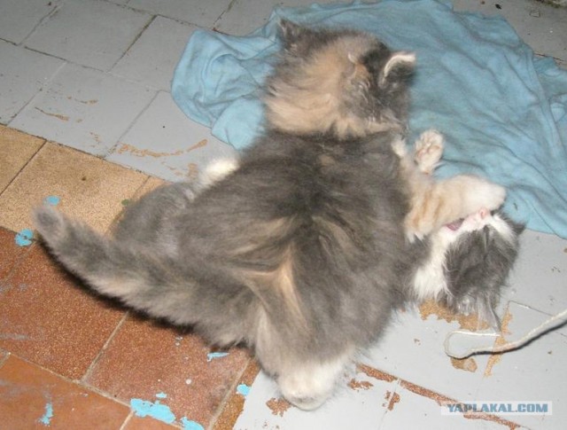 Котовторник, Весна, Цветы!
