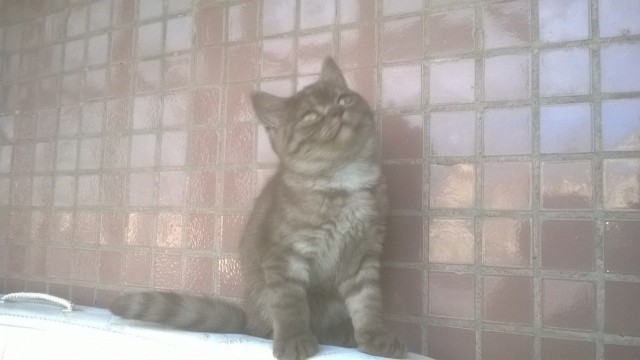 Сеня