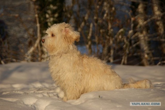Собака - на снегу стояка!