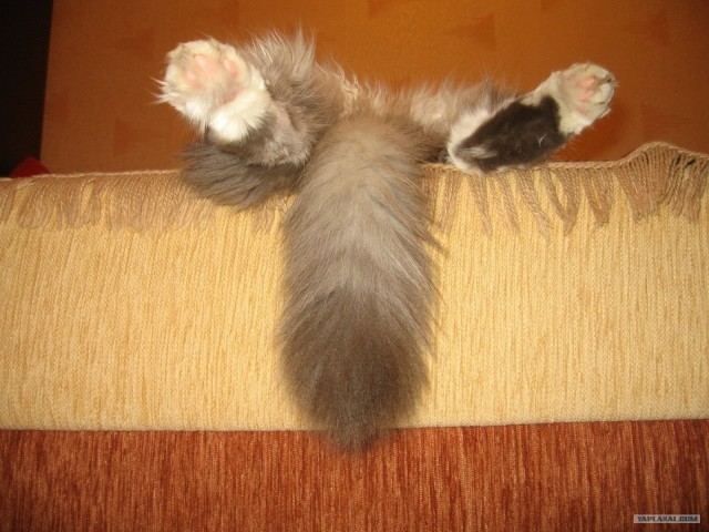 Котовторник!