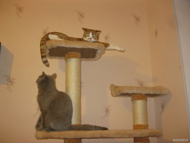 Котовторник 27.12.11