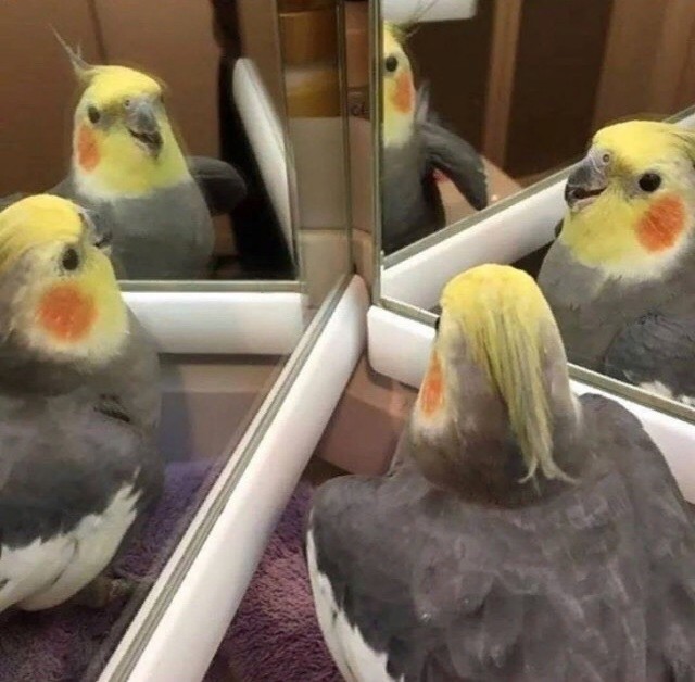 Живность из сети