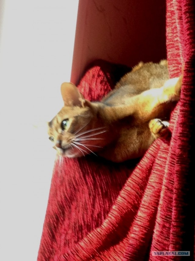 Котовторник! 13.03.2012