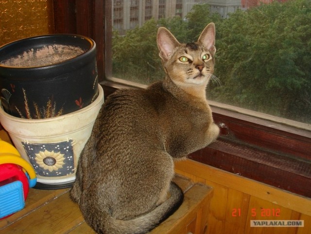 Котовторник  12. 06. 2012