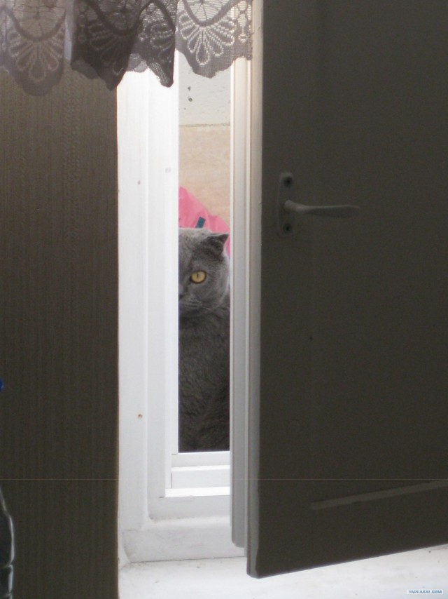 Котовторник 10. 07. 2012