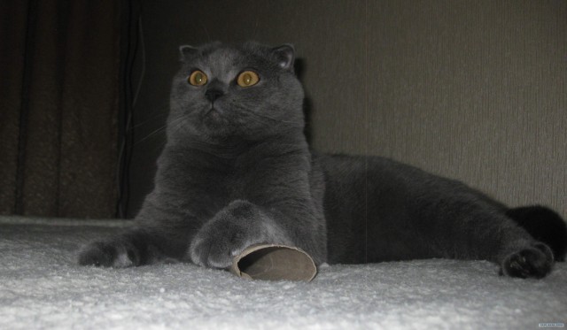 Котовторник 11.09.2012