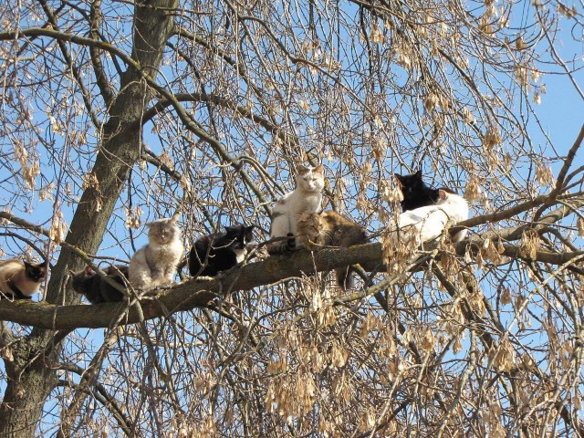 Забавные фото котеек