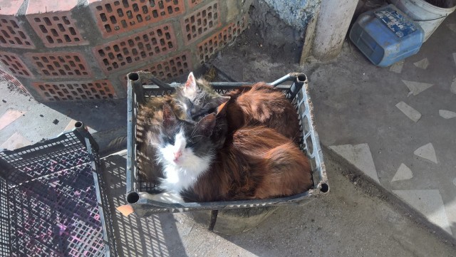 Ну, с котовторником!