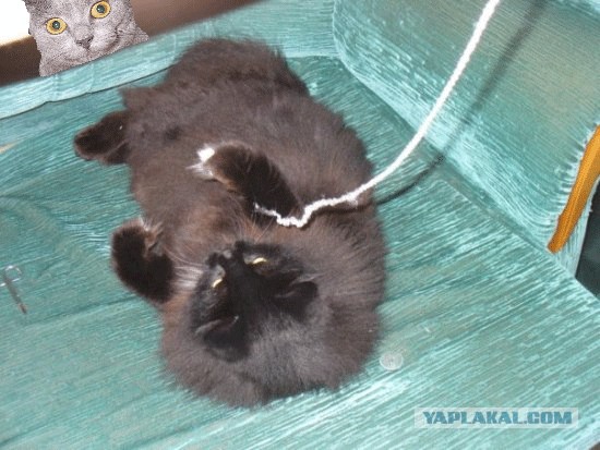 Отжабте моего кота