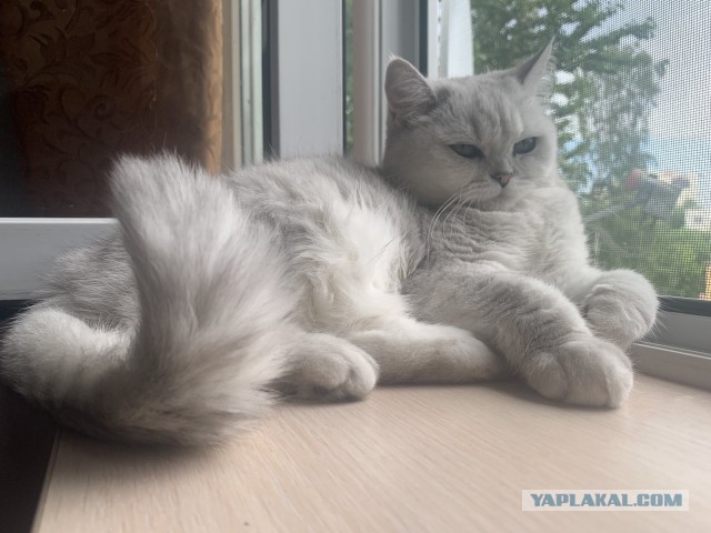 Котовторник 13.10.2020