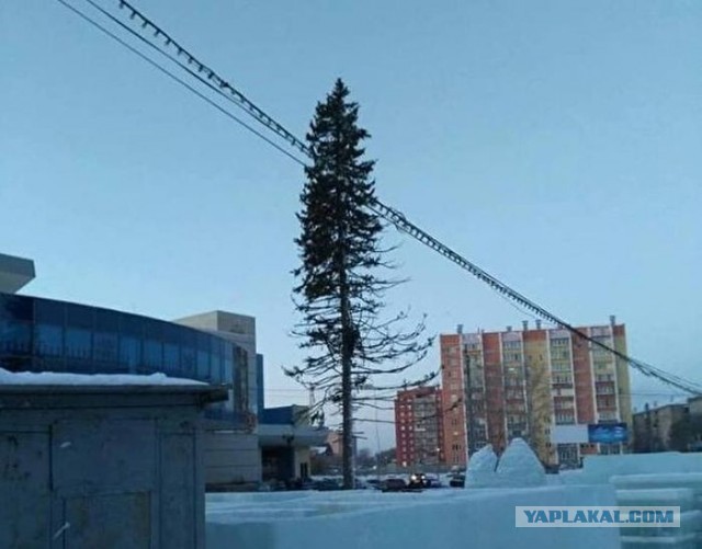 "Какой год, такая ёлка": купили в лесу
